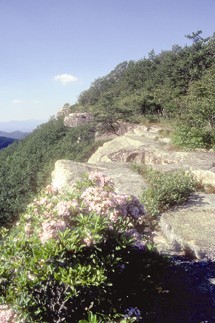 Tinker Cliffs - AT in Virginia with Mountain Laurel in bloom